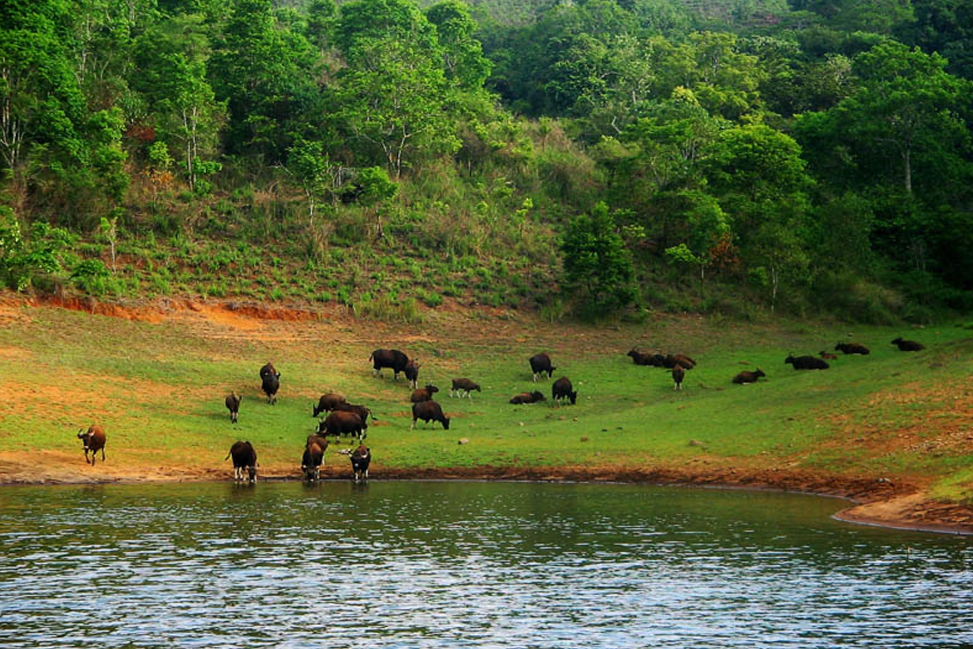 Periyar National Park