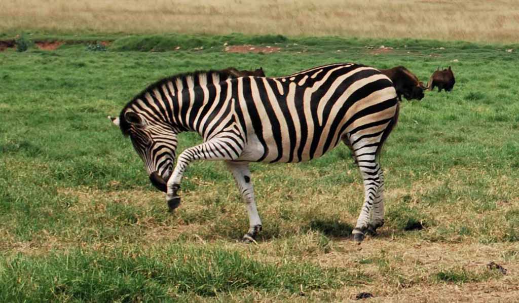 Periyar National Park