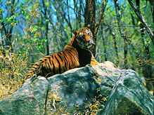 Ranthambore National Park